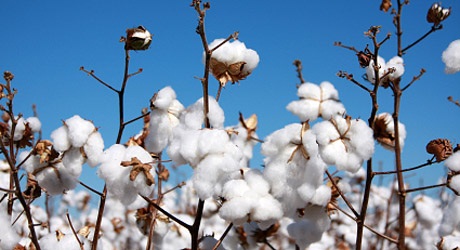 10/11/16 Coup de pouce aux producteurs de coton en Cte dIvoire